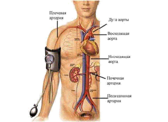 Малокровие (ишемия)
