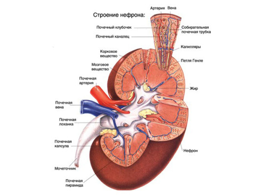 Подострый гломерулонефрит