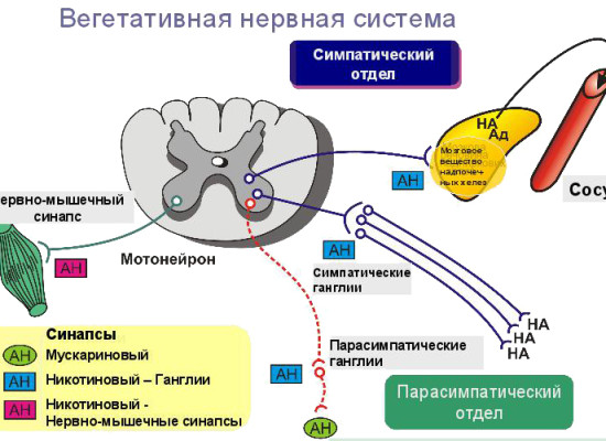 Вегетативная регуляция сердечной деятельности