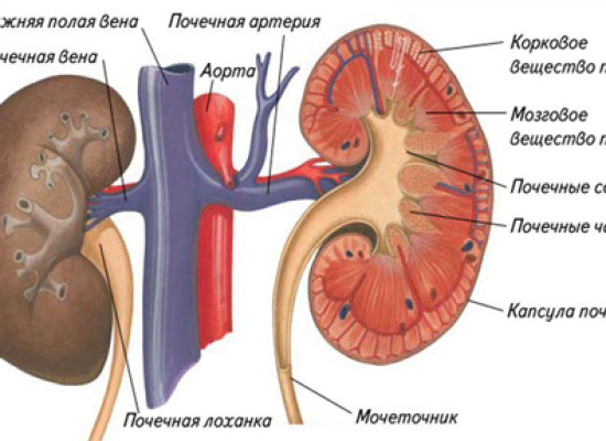 Мочевыводительная система