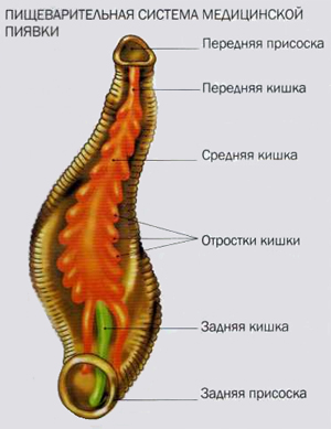 Медицинская пиявка (Hirudina medicinalis)