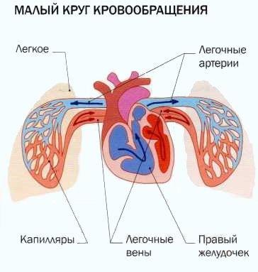 МАЛЫЙ КРУГ