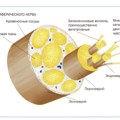 Анатомия периферической нервной системы