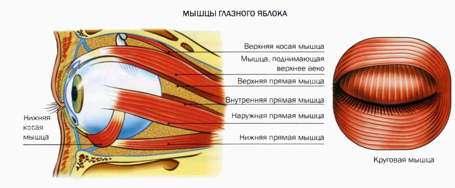 Мышцы глазного яблока