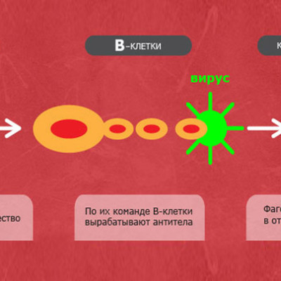 Как работает иммунная система?